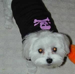 Maltese additional photo