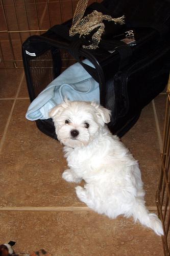 Maltese additional photo