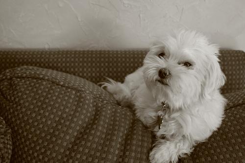 Maltese additional photo