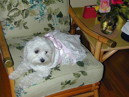 Maltese additional photo