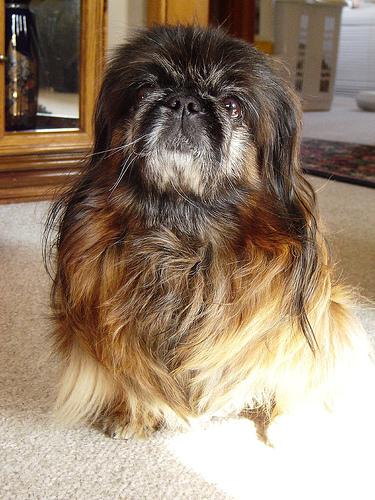 Pekingese additional photo