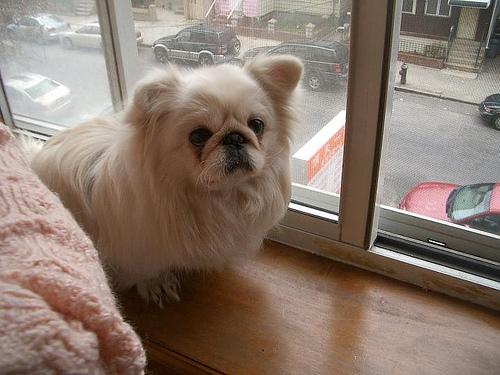 Pekingese additional photo
