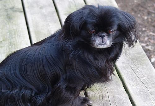 Pekingese additional photo