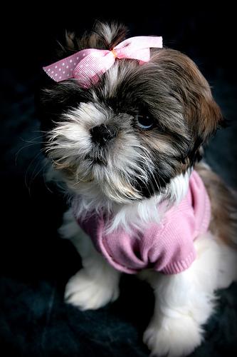 Shih Tzu additional photo