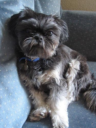 Shih Tzu additional photo