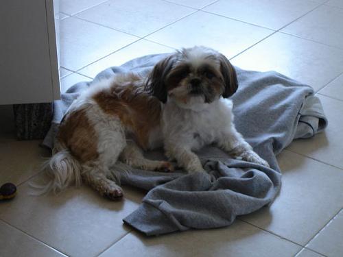 Shih Tzu additional photo