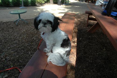 Shih Tzu additional photo