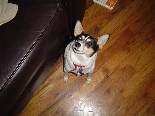Manchester Terrier (Toy) additional photo