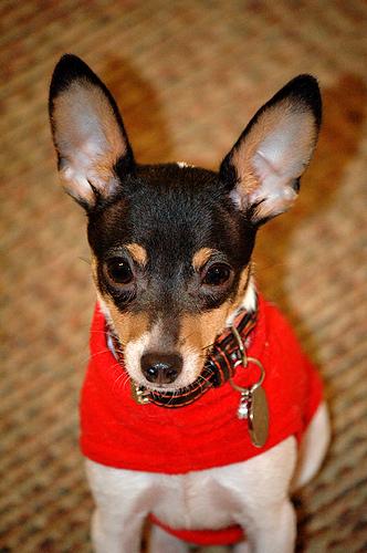 Smooth Fox Terrier additional photo
