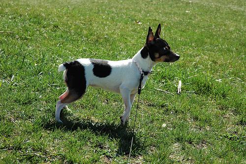 Manchester Terrier (Toy) additional photo