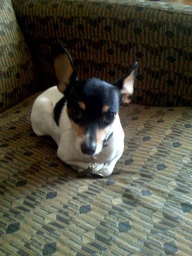 Toy Fox Terrier additional photo