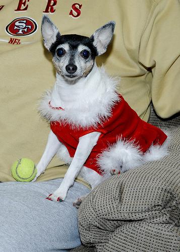 Smooth Fox Terrier additional photo
