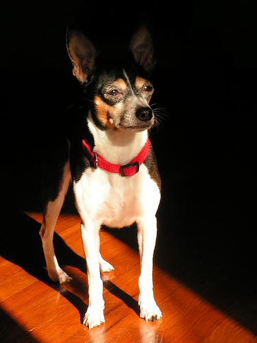 English Toy Terrier additional photo