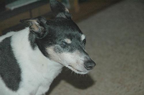 Smooth Fox Terrier additional photo