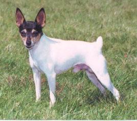 Manchester Terrier (Toy) additional photo