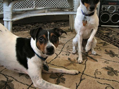 Toy Fox Terrier additional photo