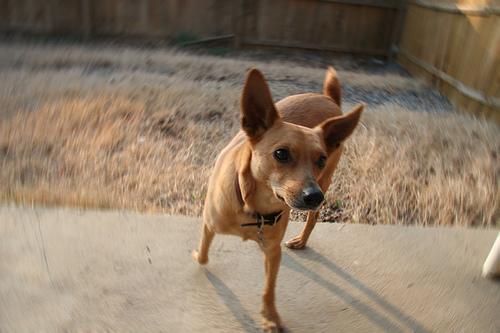 English Toy Terrier additional photo