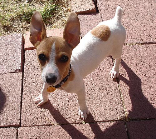 Toy Fox Terrier additional photo