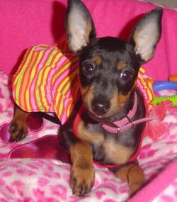English Toy Terrier additional photo