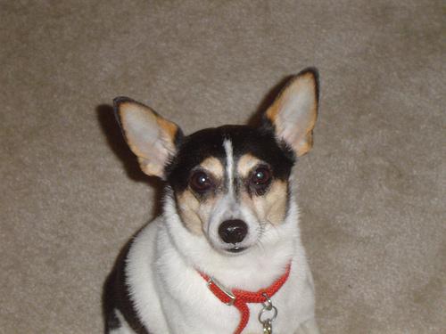 Toy Fox Terrier additional photo