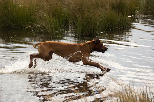 Thai Ridgeback additional photo