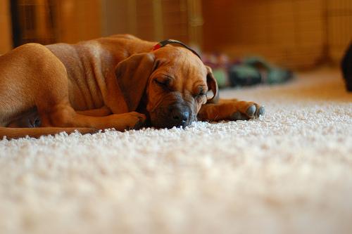 Rhodesian Ridgeback additional photo