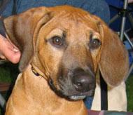 Rhodesian Ridgeback additional photo