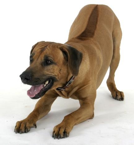 Rhodesian Ridgeback additional photo