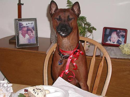 Thai Ridgeback additional photo