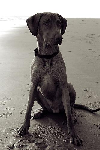 Thai Ridgeback additional photo