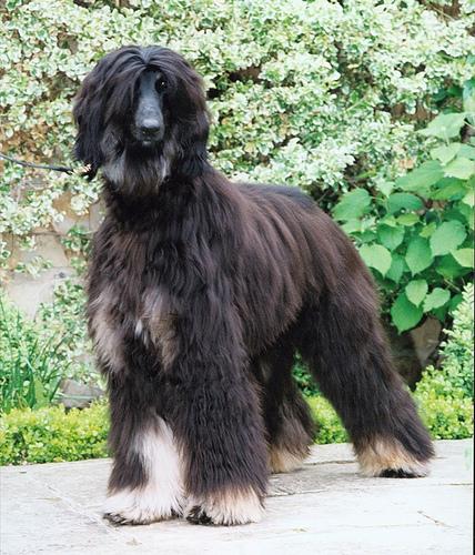 Afghan Hound additional photo