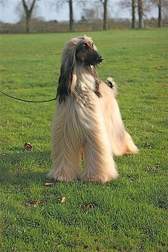 Afghan Hound additional photo
