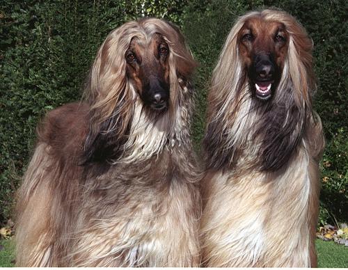 Afghan Hound additional photo
