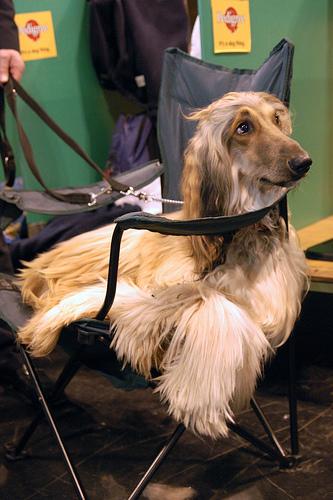 Afghan Hound additional photo