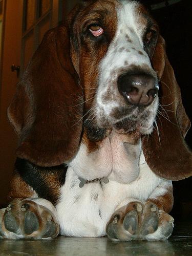 Basset Hound additional photo