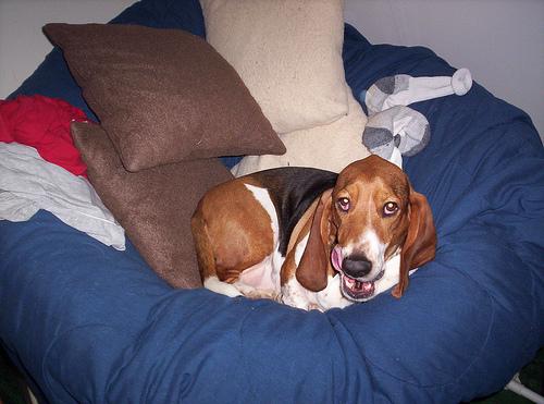 Basset Hound additional photo