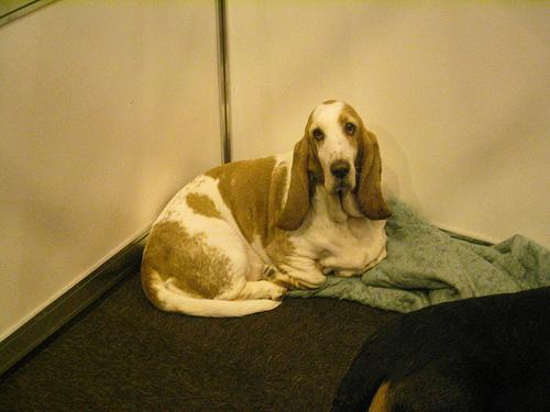 Basset Bleu de Gascogne additional photo
