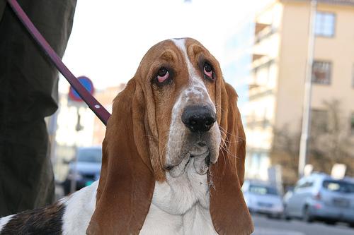 Basset Hound additional photo