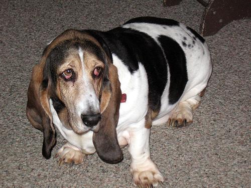 Basset Hound additional photo