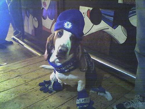 Basset Bleu de Gascogne additional photo