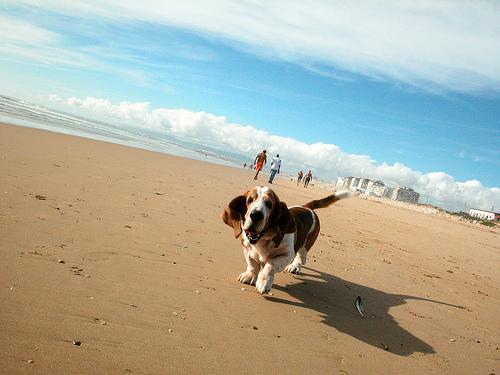 Basset Bleu de Gascogne additional photo
