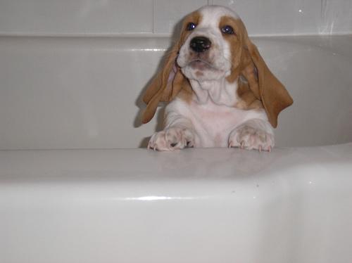 Basset Bleu de Gascogne additional photo