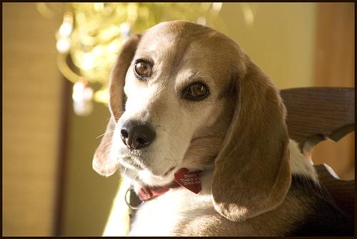 Beagle additional photo