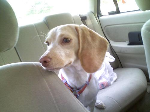 Beagle additional photo
