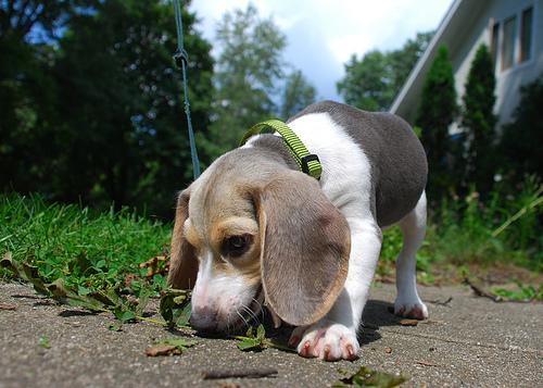 Beagle additional photo
