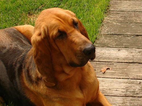 Bloodhound additional photo
