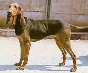 Bloodhound additional photo