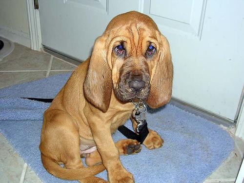 Bloodhound additional photo