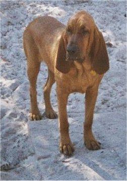Redbone Coonhound additional photo