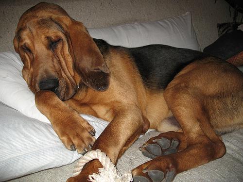 Bloodhound additional photo